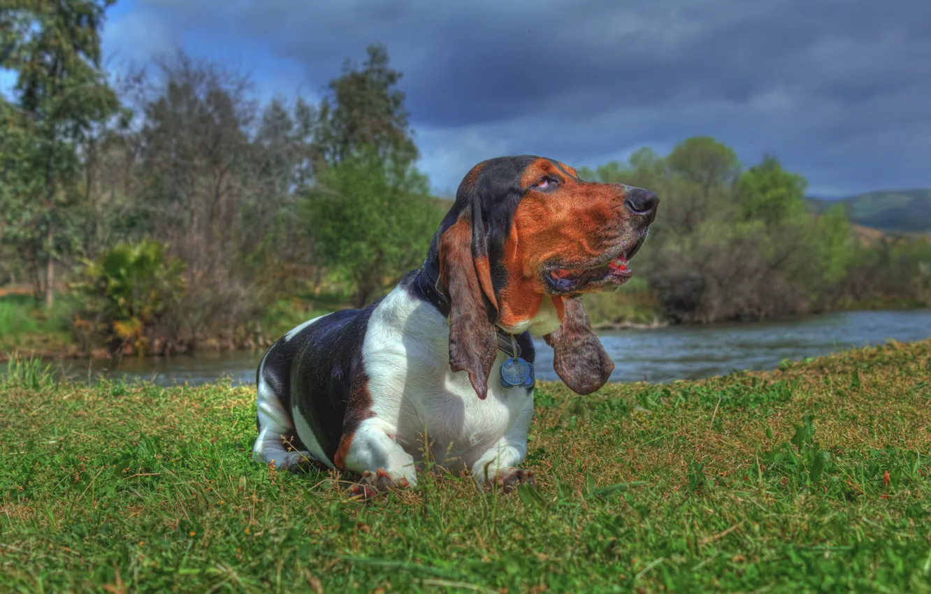 Photo wallpaper grass, nature, river, dog, The Basset hound