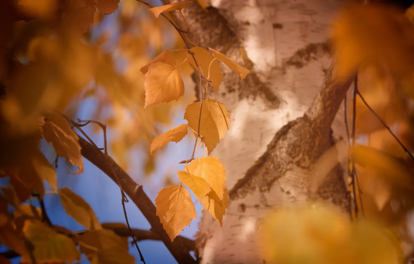 Photo wallpaper autumn, leaves, macro, yellow, tree, foliage, color, blur