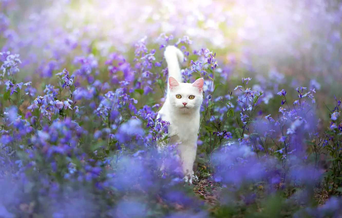 Photo wallpaper cat, cat, look, pose, face