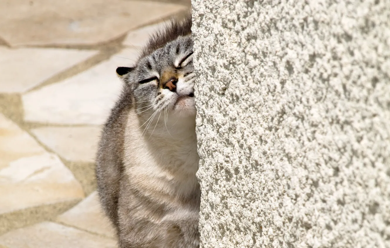 Photo wallpaper animal, Cat, home