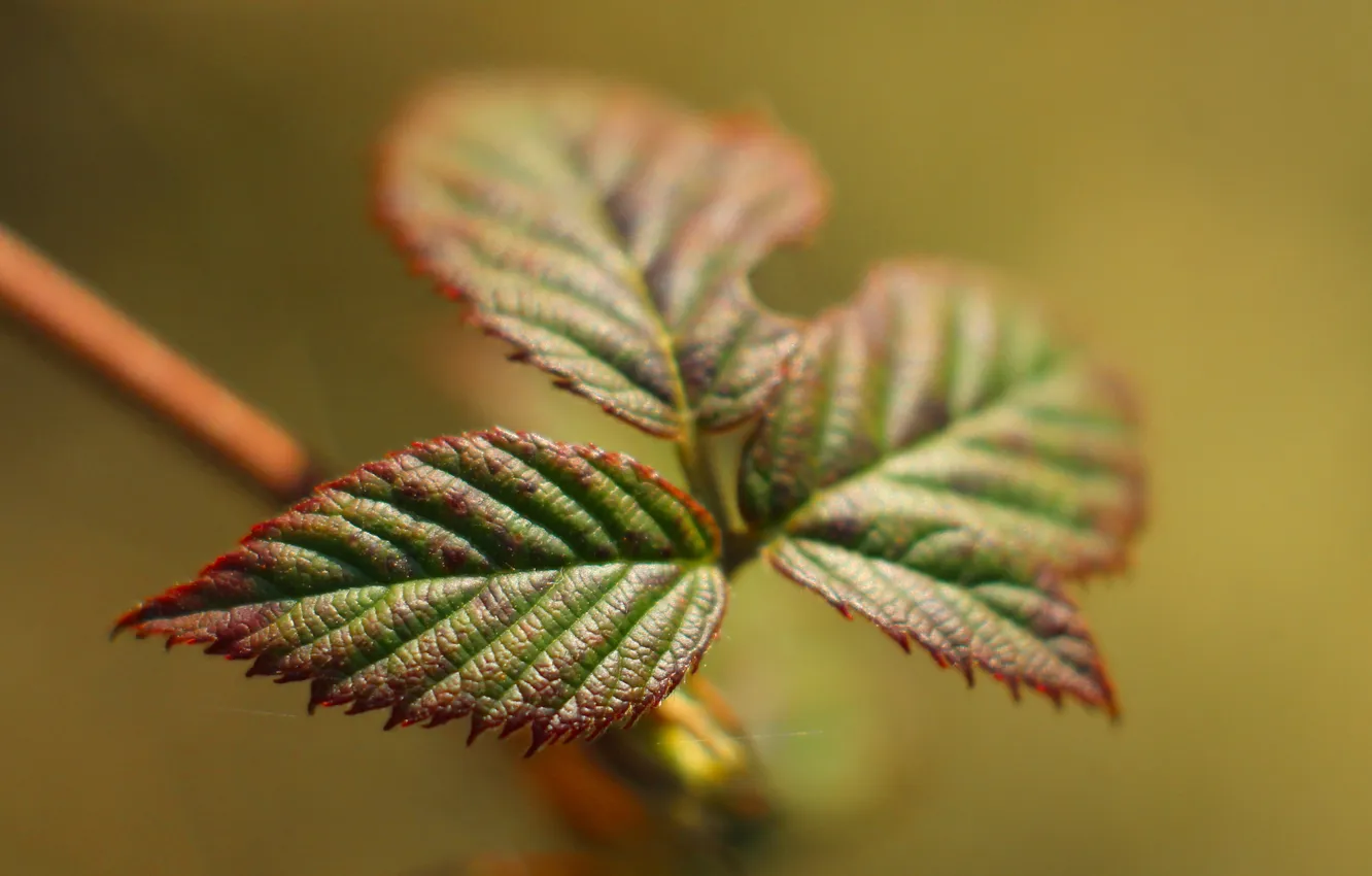 Photo wallpaper leaf, plant, twig