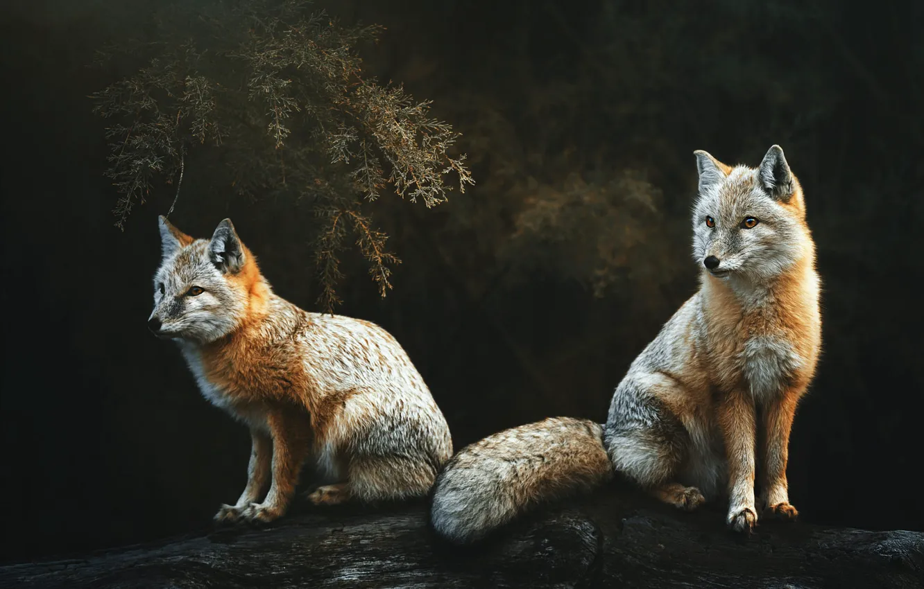 Photo wallpaper nature, Fox, Fox, Fox