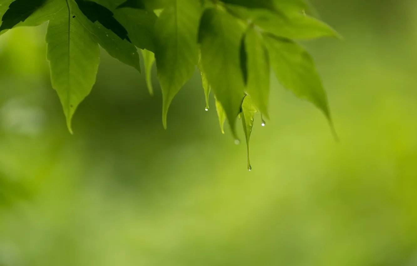 Photo wallpaper greens, leaves, nature