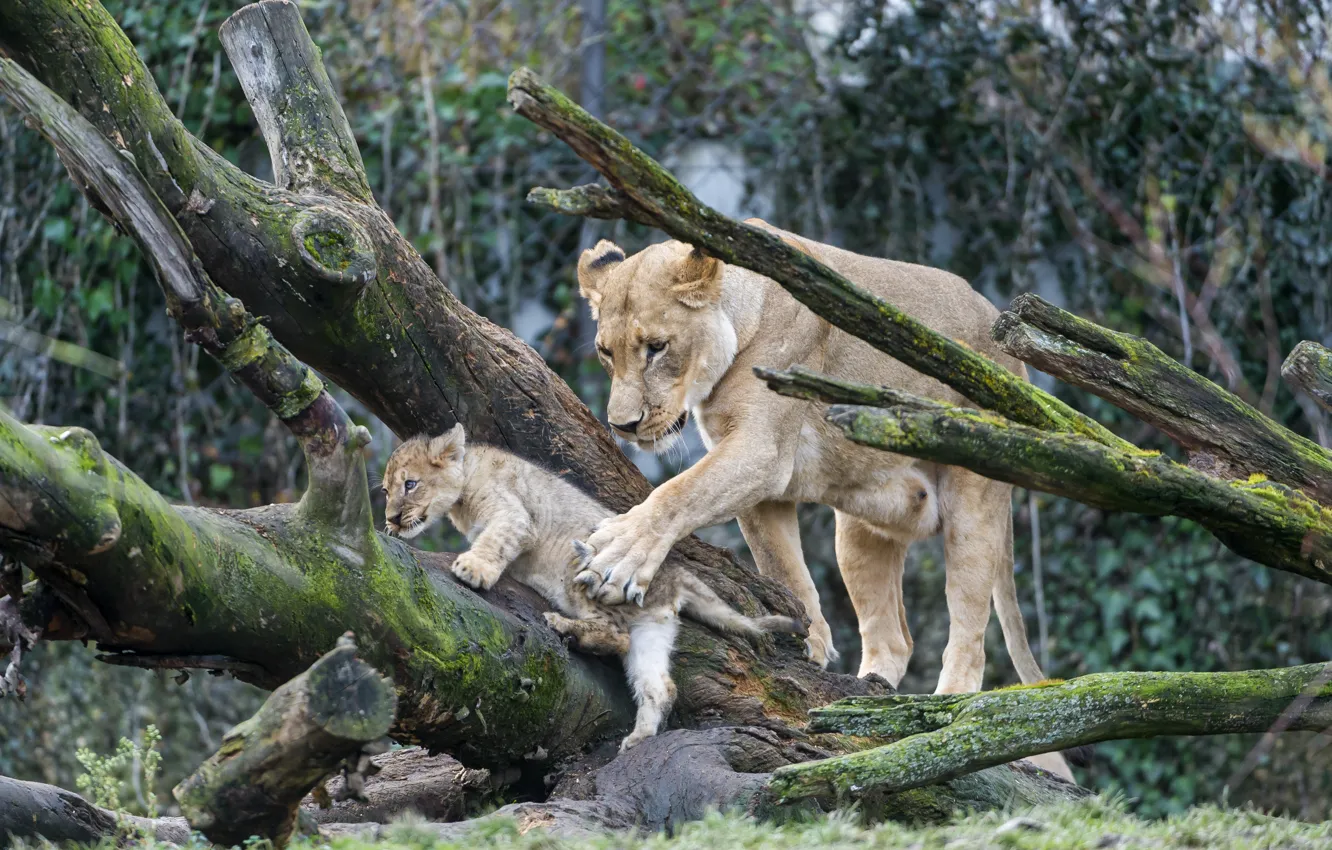 Photo wallpaper cat, trees, moss, Leo, cub, kitty, lioness, lion