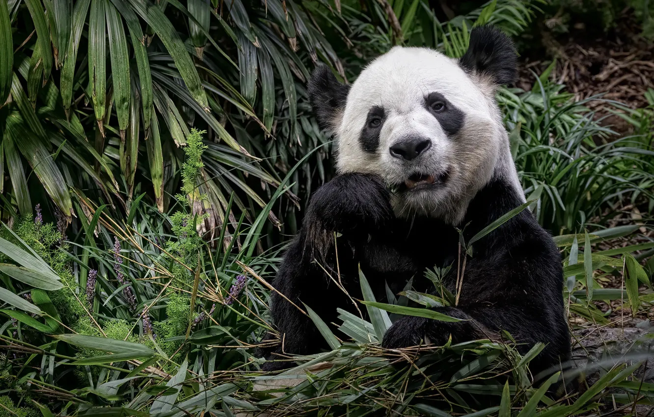 Photo wallpaper face, leaves, branches, nature, paws, bamboo, bear, Panda