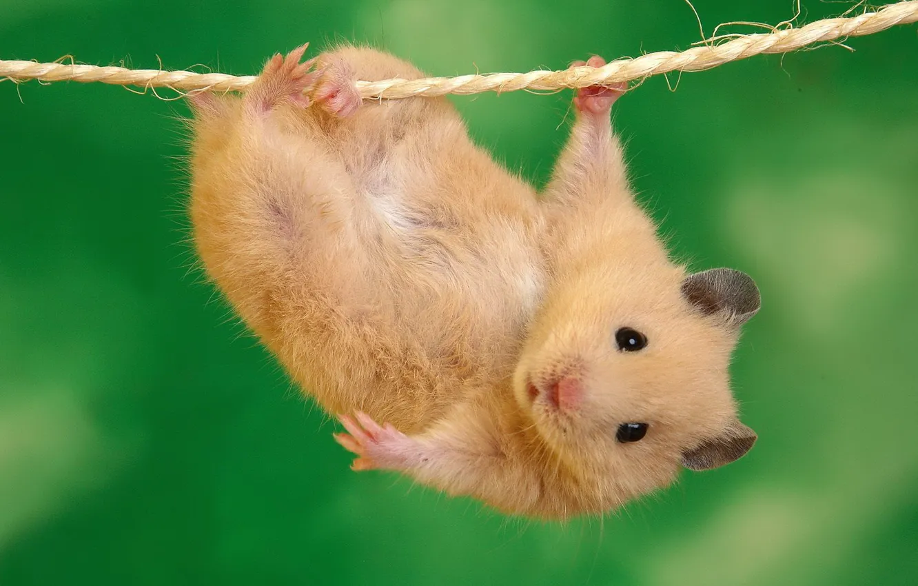Photo wallpaper rope, Cute, hamster