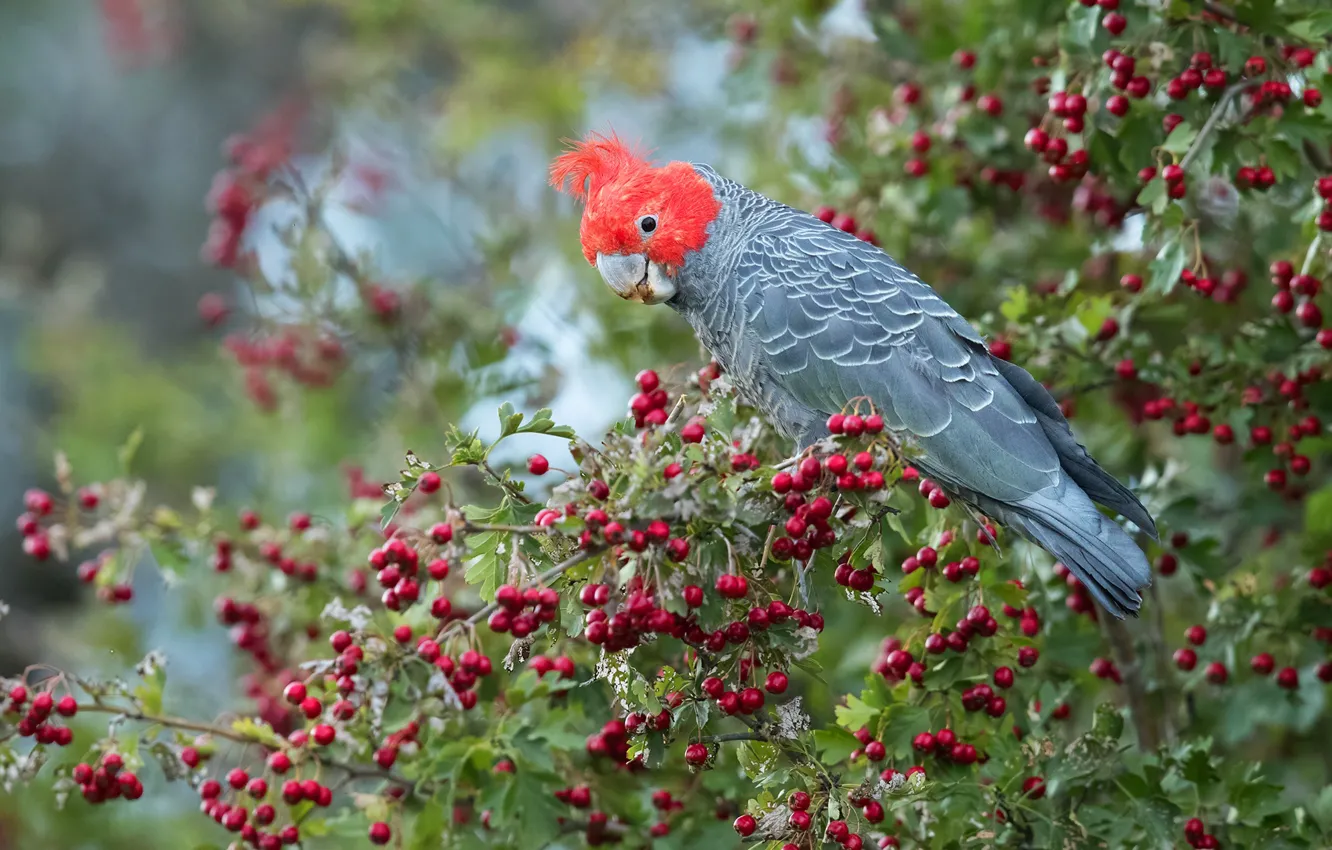 Photo wallpaper branches, berries, bird, fruit, parrot, hawthorn, cockatoo