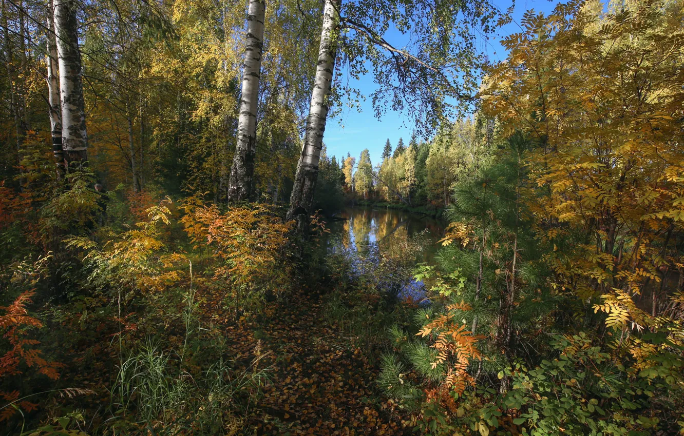 Photo wallpaper autumn, forest, trees, landscape, nature, ate, pine, birch