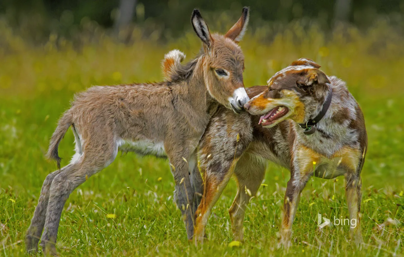 Photo wallpaper grass, dog, meadow, donkey