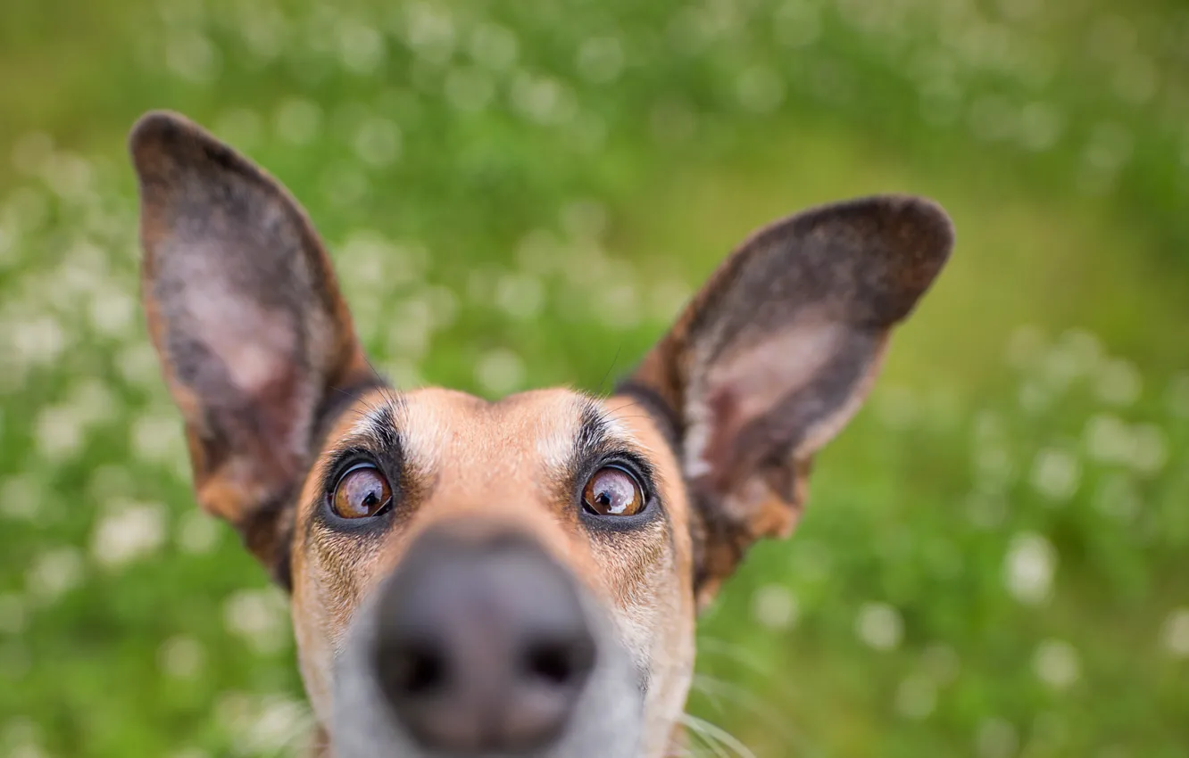 Photo wallpaper Dog, Look, Nose, Dog, Animal, Ears, Closeup, Face