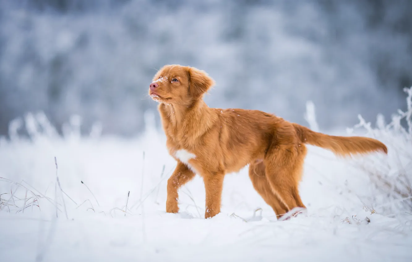 Photo wallpaper winter, frost, field, look, snow, nature, pose, dog
