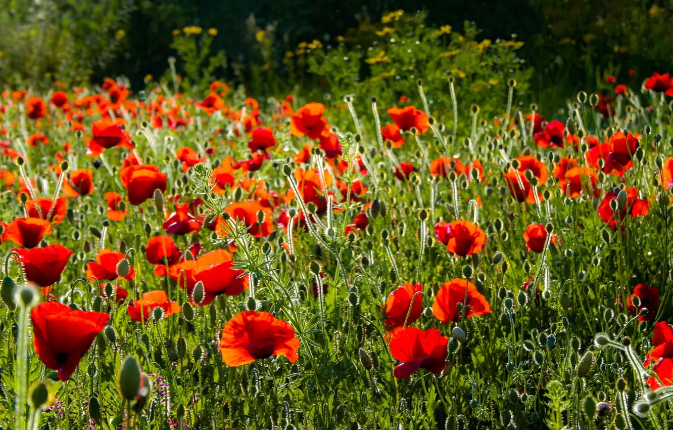 Photo wallpaper flowers, red, Maki, bokeh, poppy field