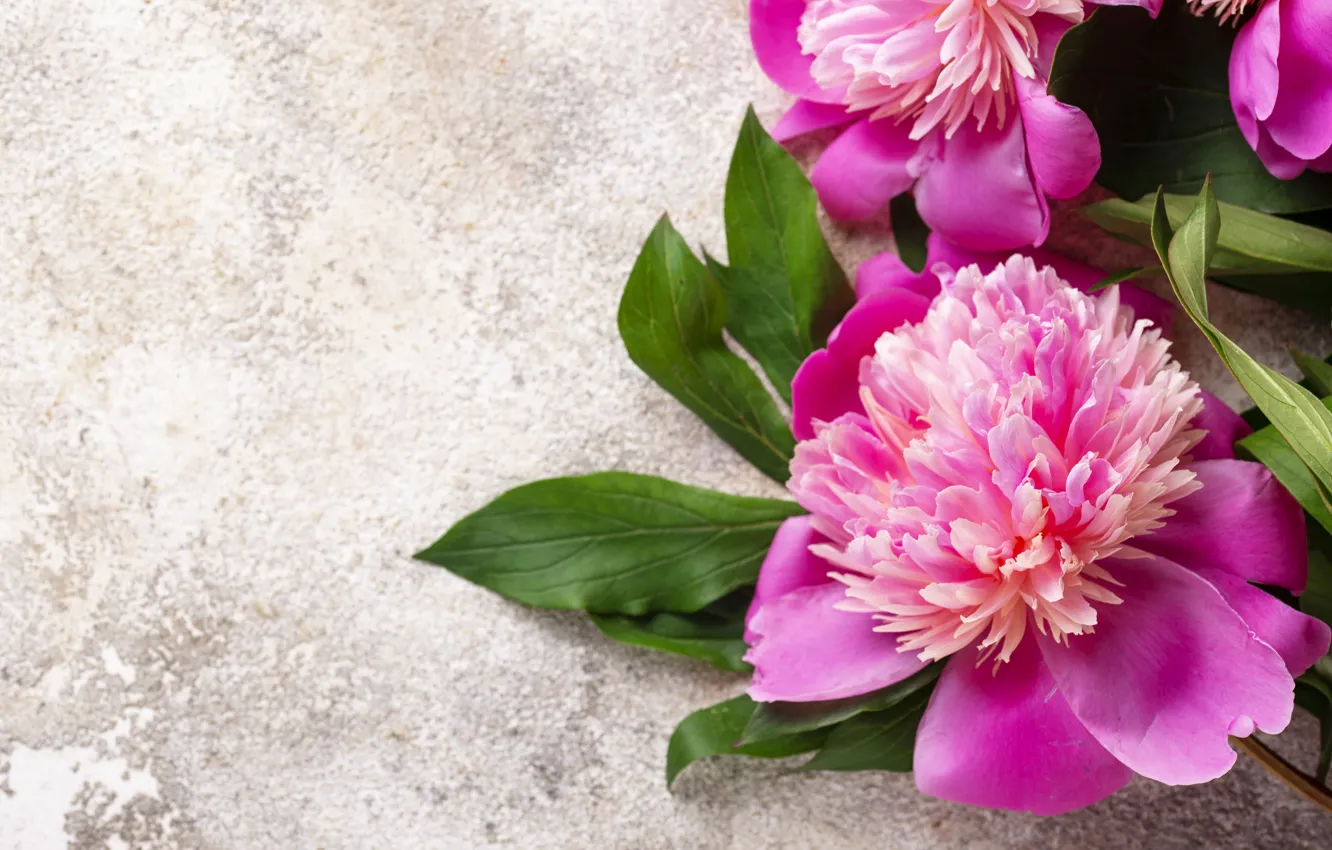 Photo wallpaper flowers, pink, pink, flowers, peonies, peonies