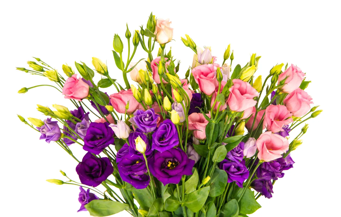 Photo wallpaper bouquet, eustoma, colors