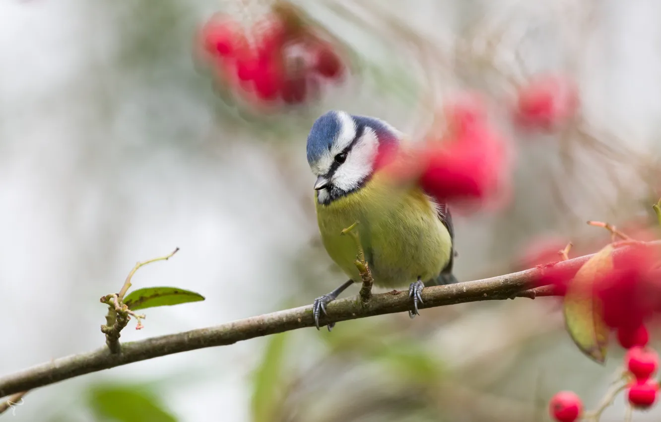 Photo wallpaper branches, berries, background, bird, blur, fruit, Rowan, titmouse