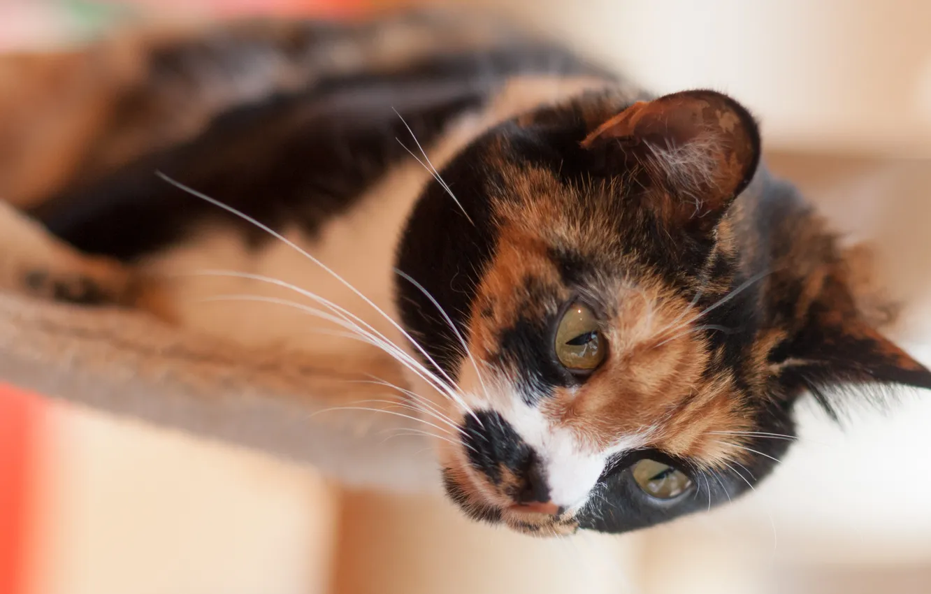 Photo wallpaper eyes, cat, look, blur, Tomcat