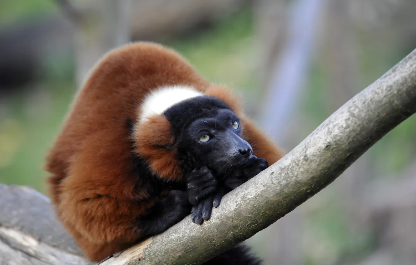 Photo wallpaper look, branches, lemur, Cooking, the primacy of