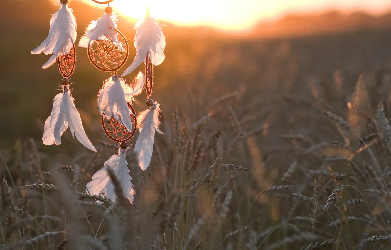 Photo wallpaper the sun, ears, Dreamcatcher