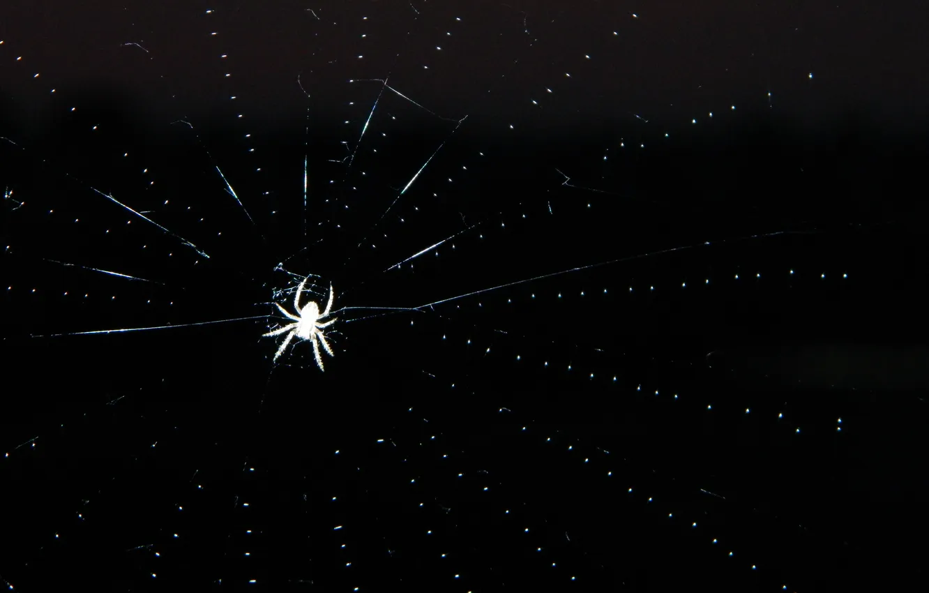 Photo wallpaper macro, night, web, spider, Spider