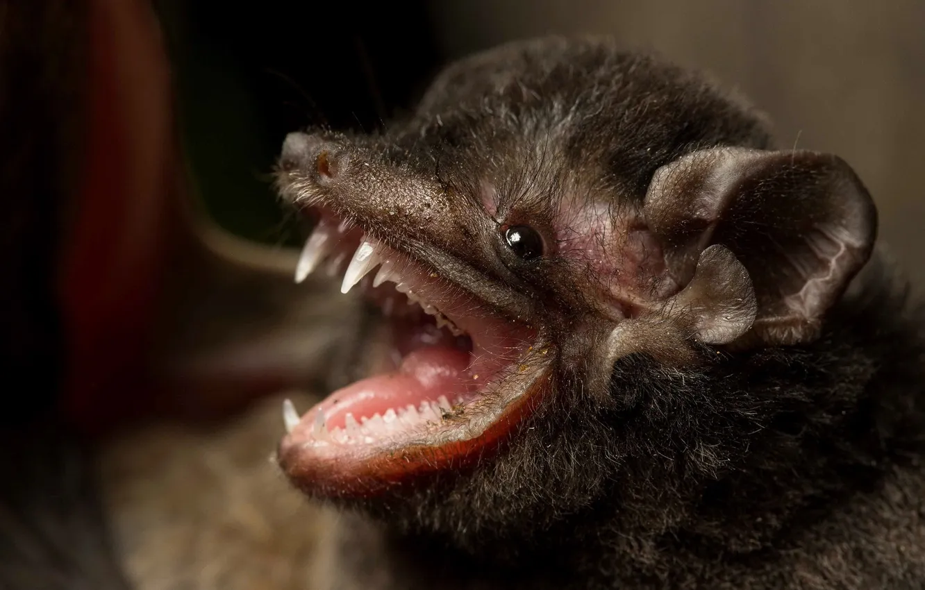 Photo wallpaper Australia, Virology Gould, bat form