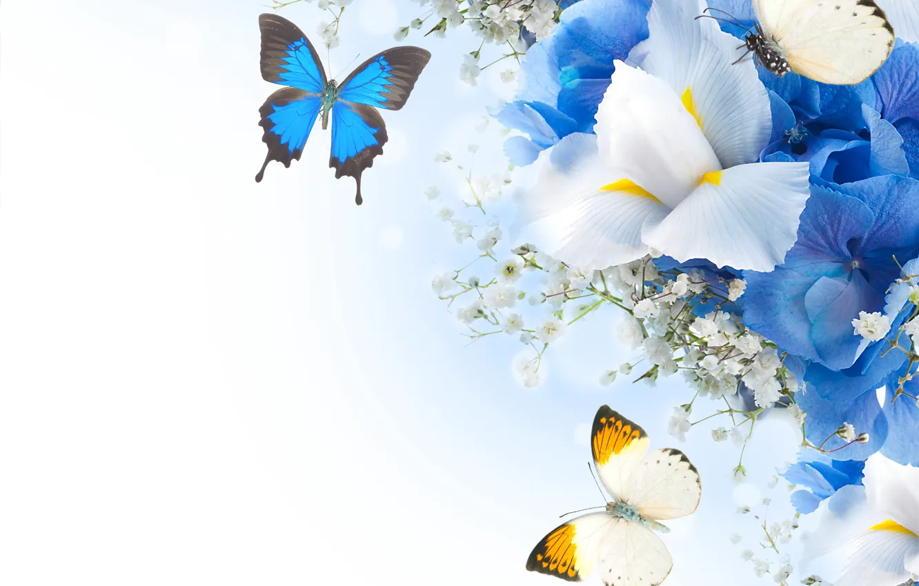 Photo wallpaper butterfly, flowers, hydrangea