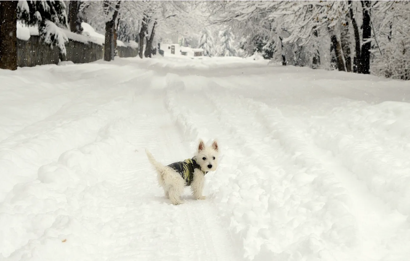 Photo wallpaper Winter, Snow, Dog, Dog, Winter, Frost, Snow, The West highland white Terrier