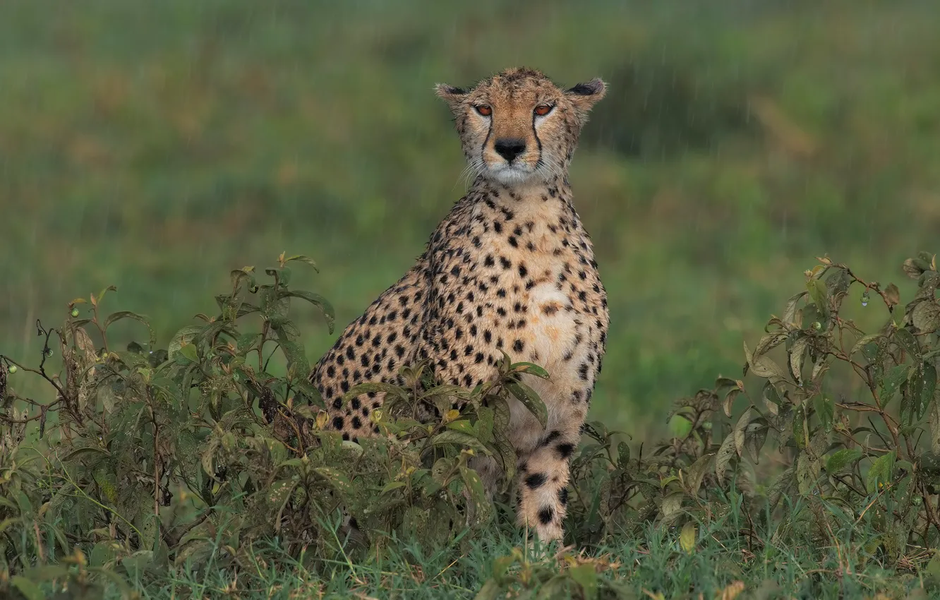 Photo wallpaper nature, rain, wet, Cheetah, wild cat