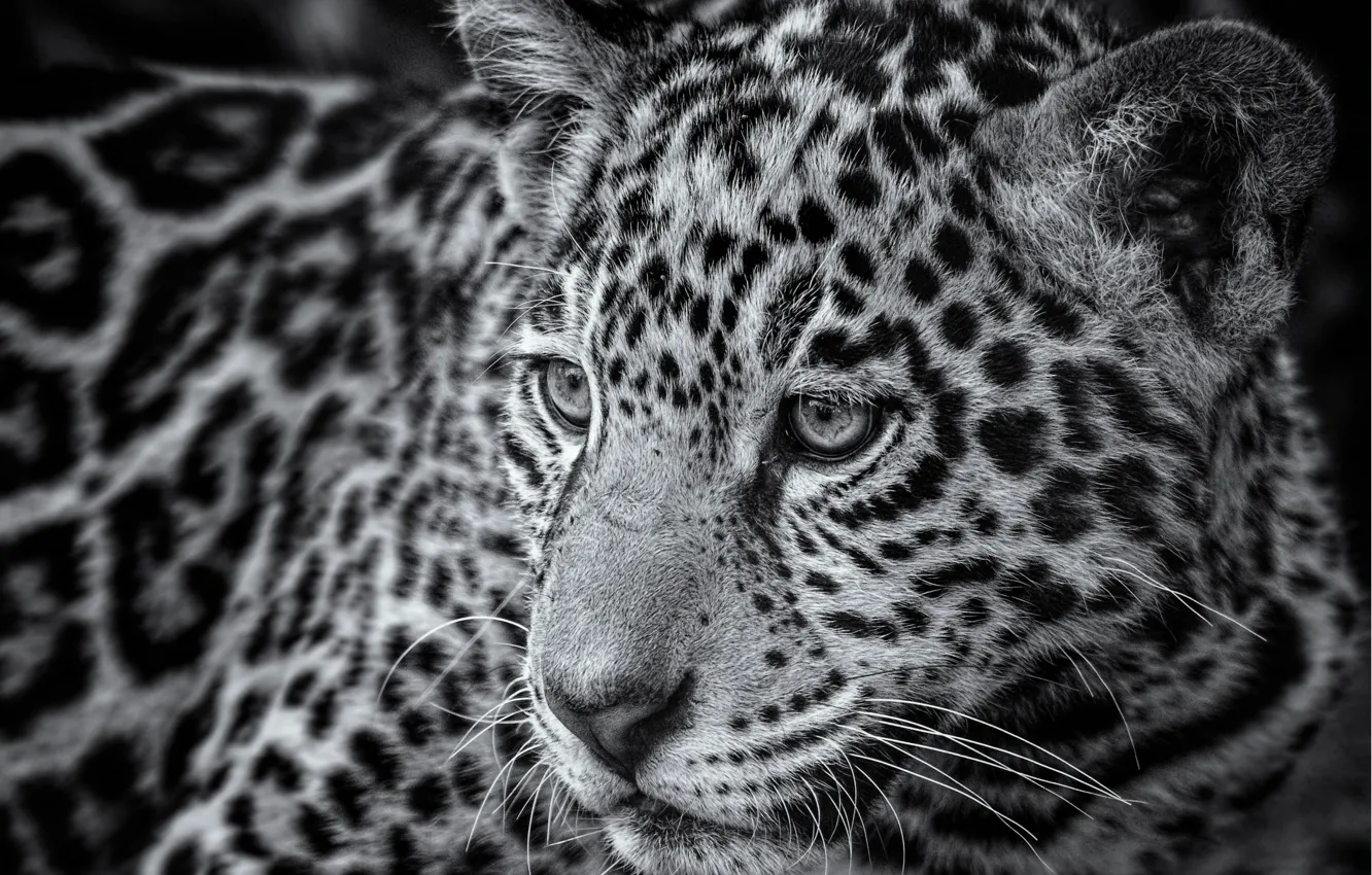 Photo wallpaper portrait, Jaguar, teen