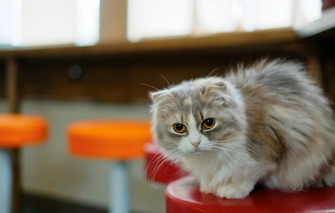 Photo wallpaper cat, cat, mustache, face, room, chair