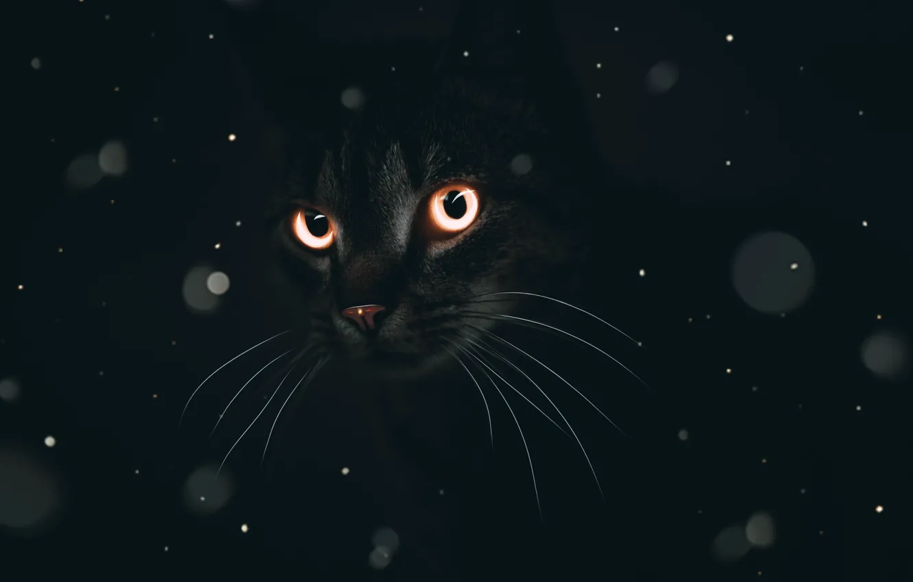 Photo wallpaper cat, eyes, cat, mustache, look, face, black, art