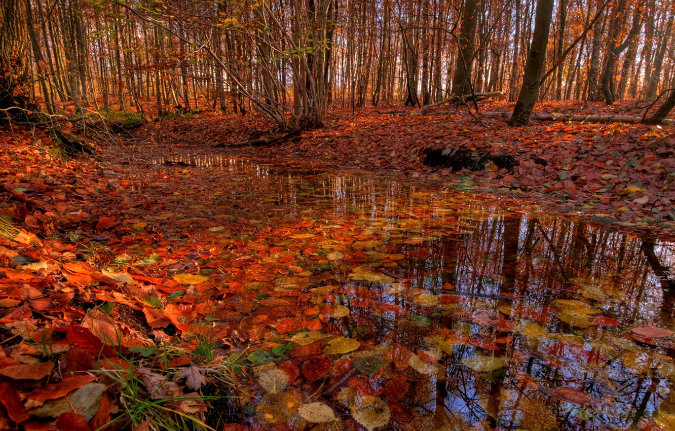 Photo wallpaper autumn, forest, trees, stream, foliage, river