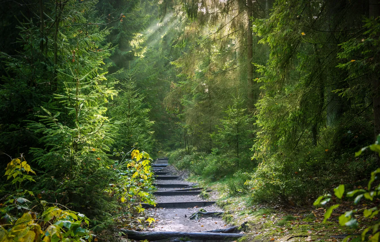 Photo wallpaper forest, light, trees, nature, trail