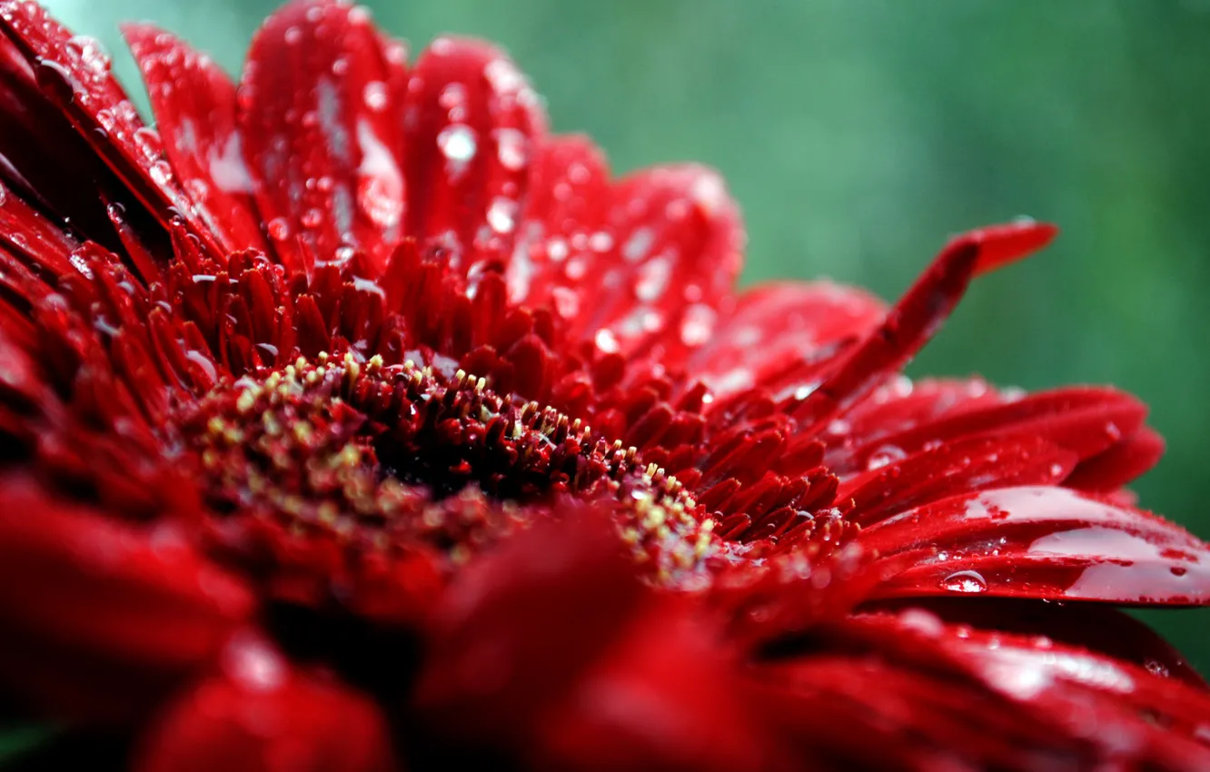Photo wallpaper drops, macro, flowers, red, plant, petals