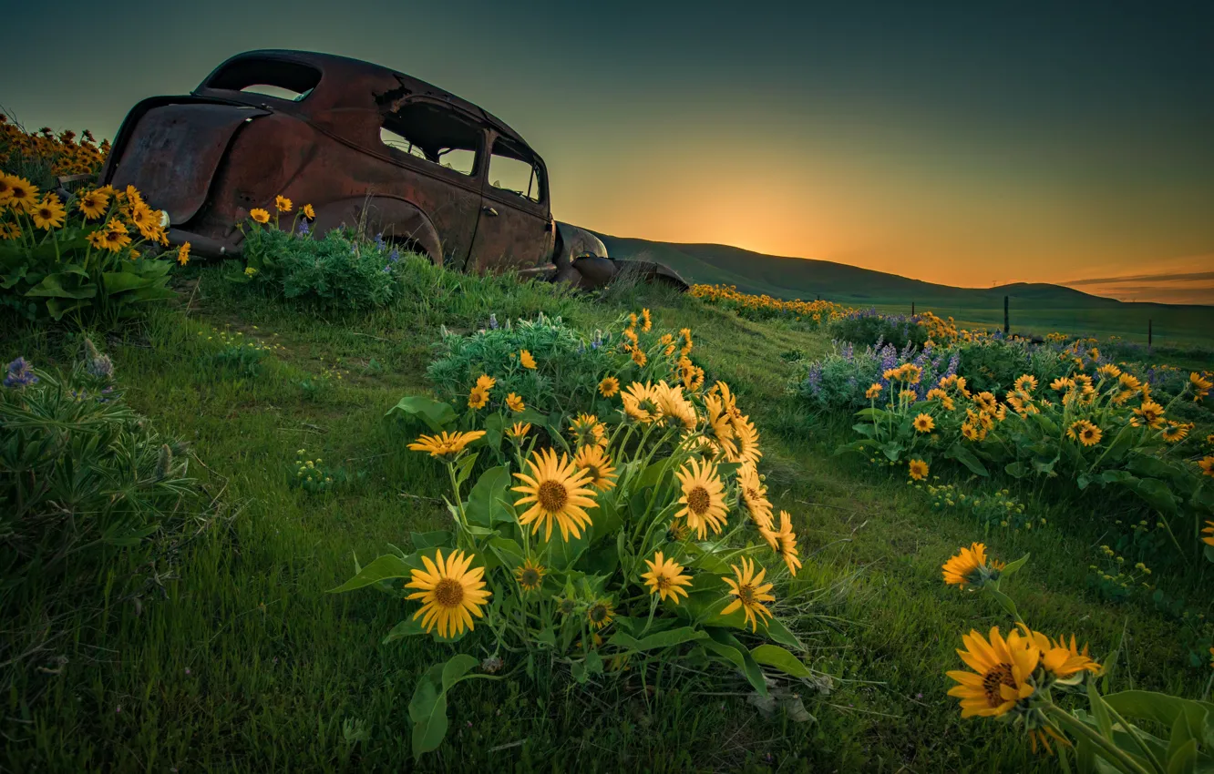 Photo wallpaper machine, sunflowers, flowers, mountains, hills, old, car