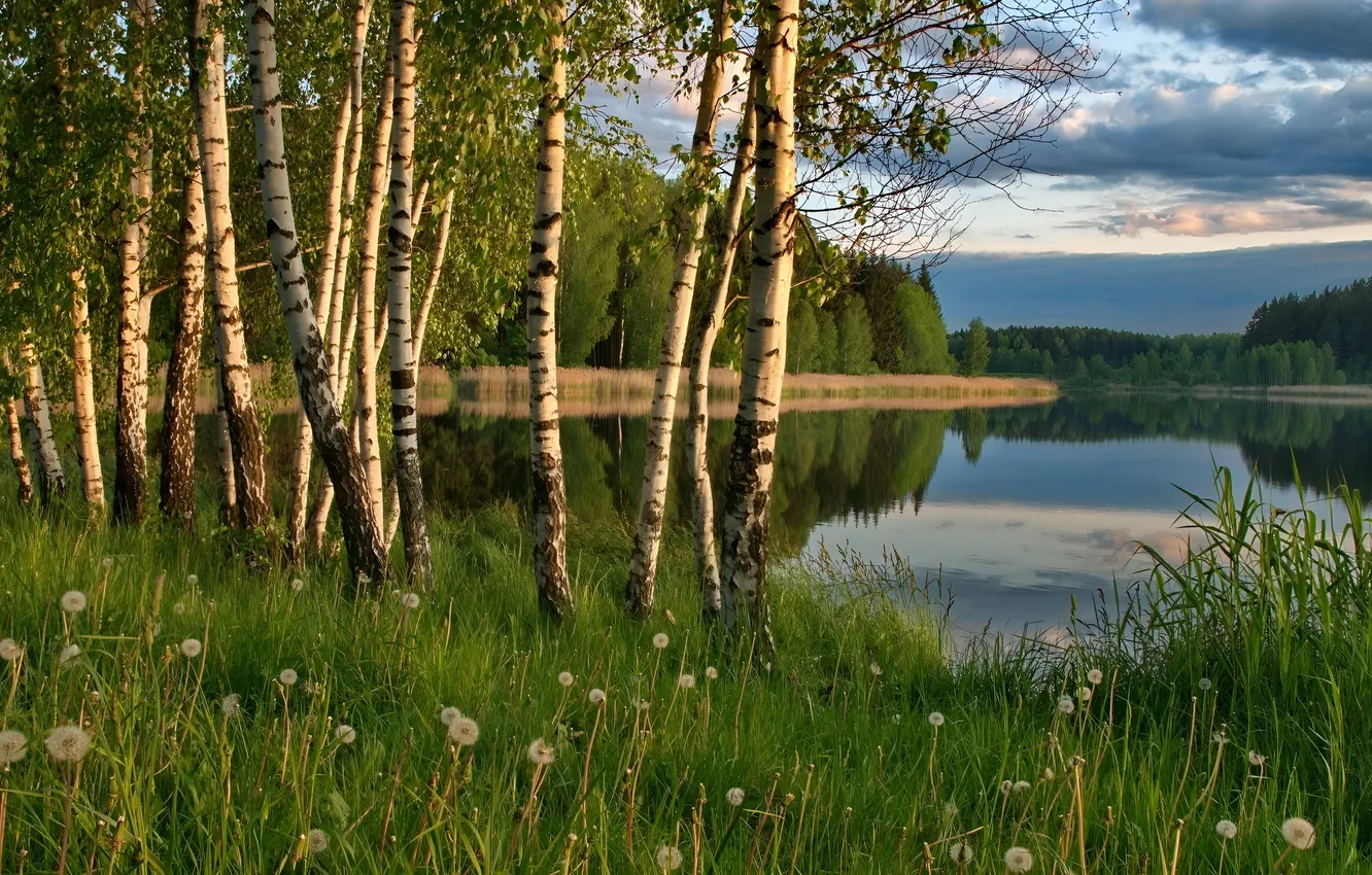 Photo wallpaper forest, grass, nature, lake, shore, birch