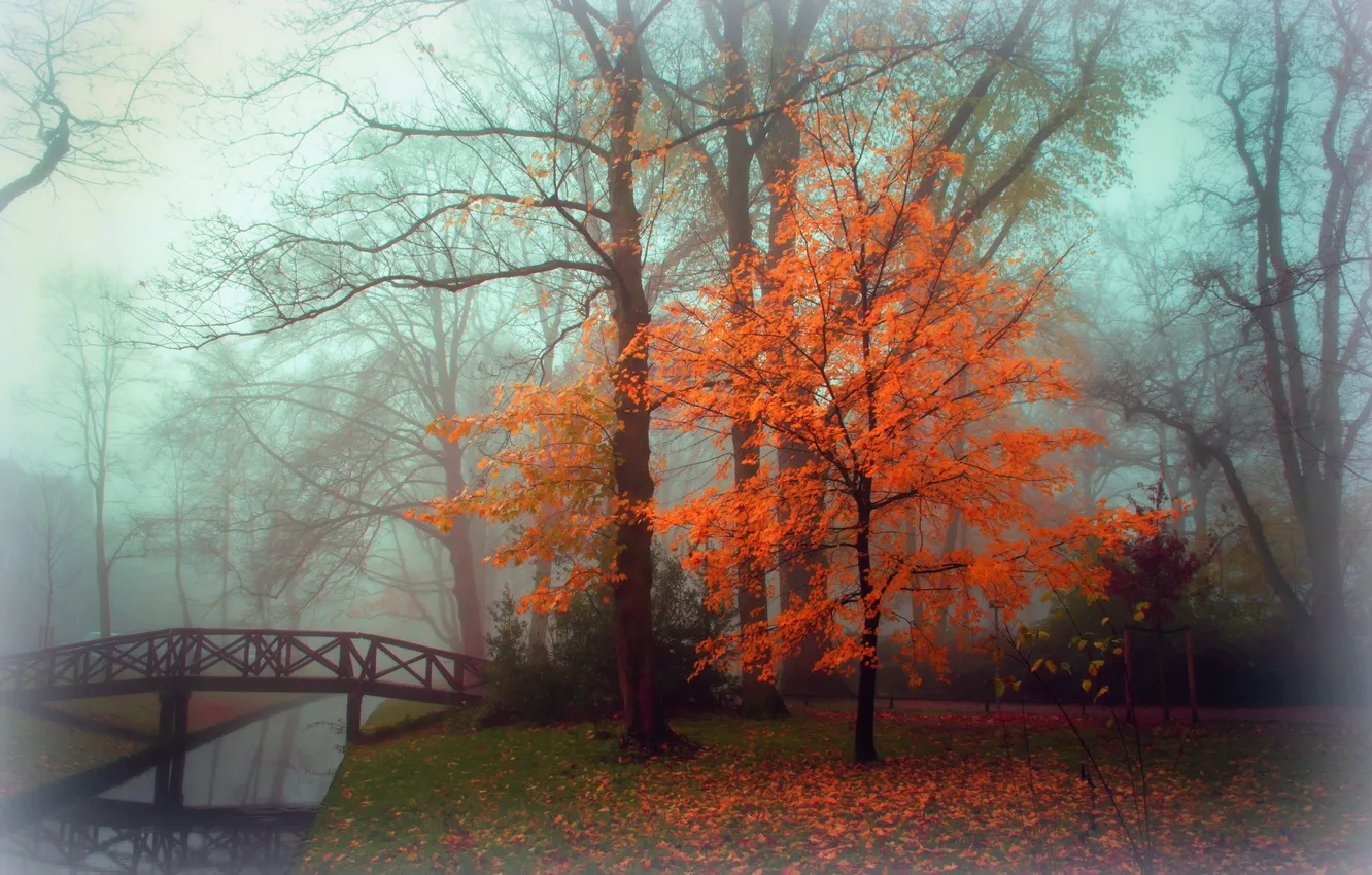Photo wallpaper autumn, landscape, fog, Park
