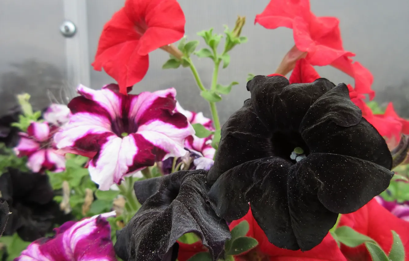 Photo wallpaper flowers, black, petunias, mamala ©