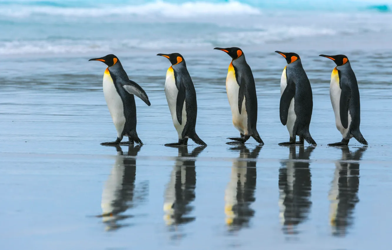 Photo wallpaper sea, beach, the ocean, pack, penguins, walk, Emperor penguin