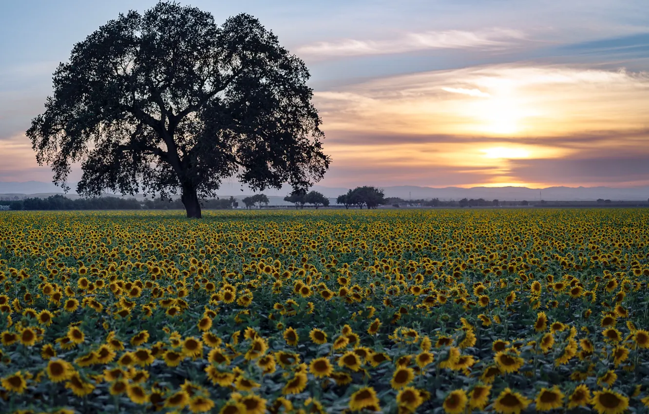 Photo wallpaper field, trees, sunflowers, sunset