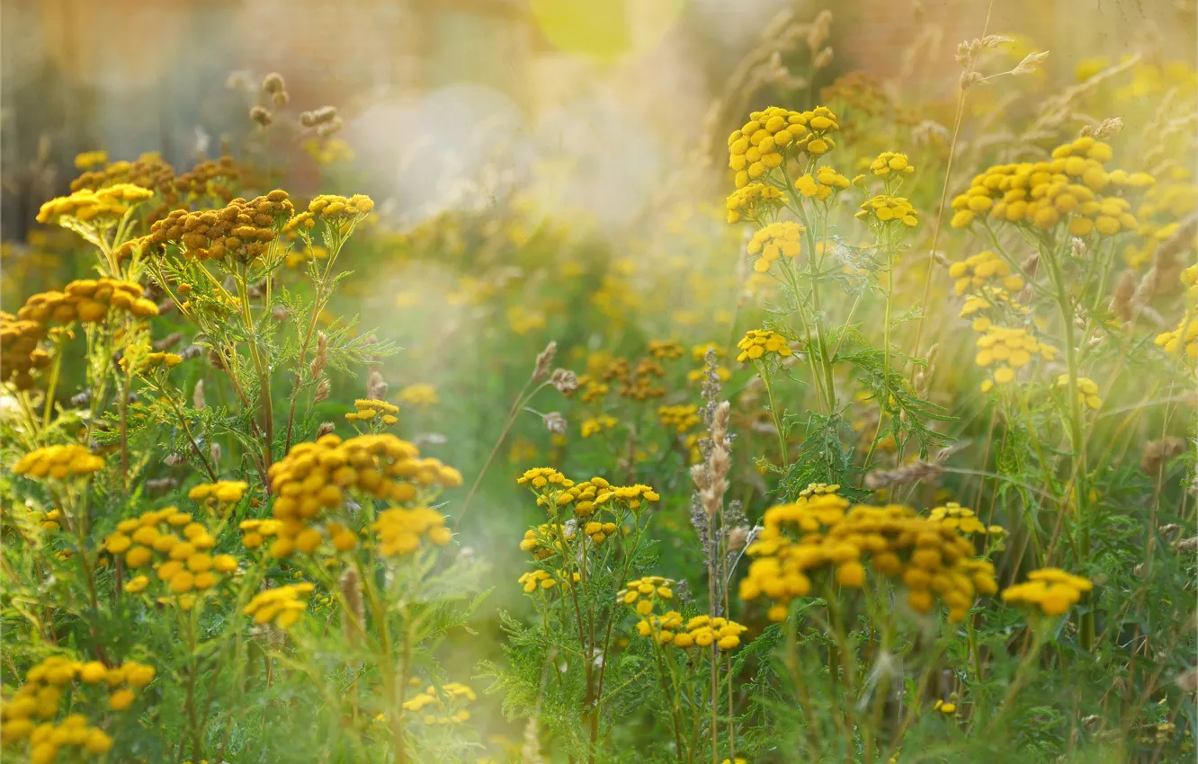 Photo wallpaper field, summer, grass, flowers, glare, yellow, tansy