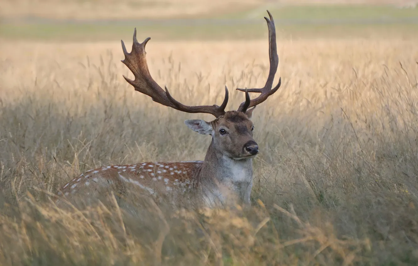Photo wallpaper field, grass, look, face, stay, deer, spikelets, lies