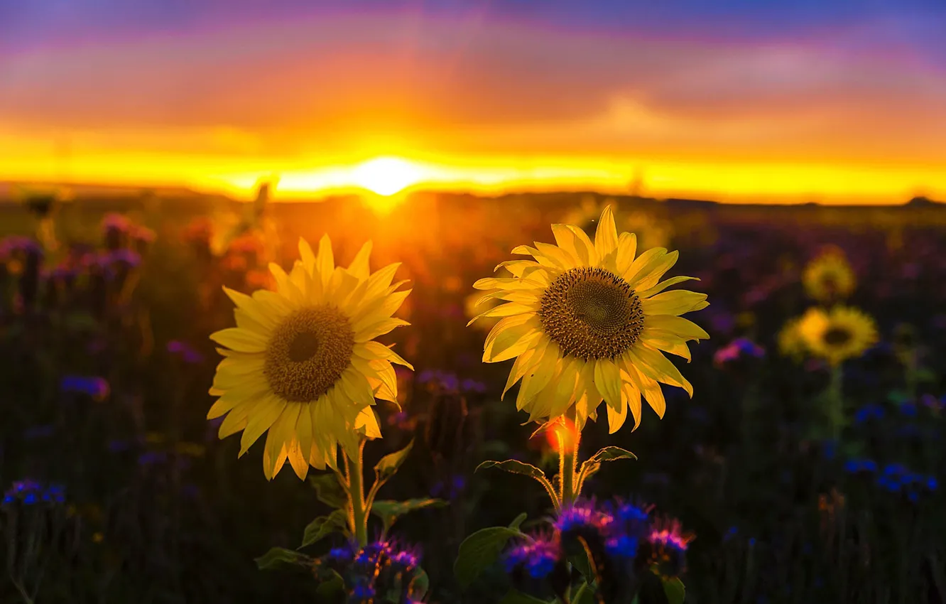 Photo wallpaper field, the sky, the sun, sunflowers, sunset, flowers, yellow, bokeh