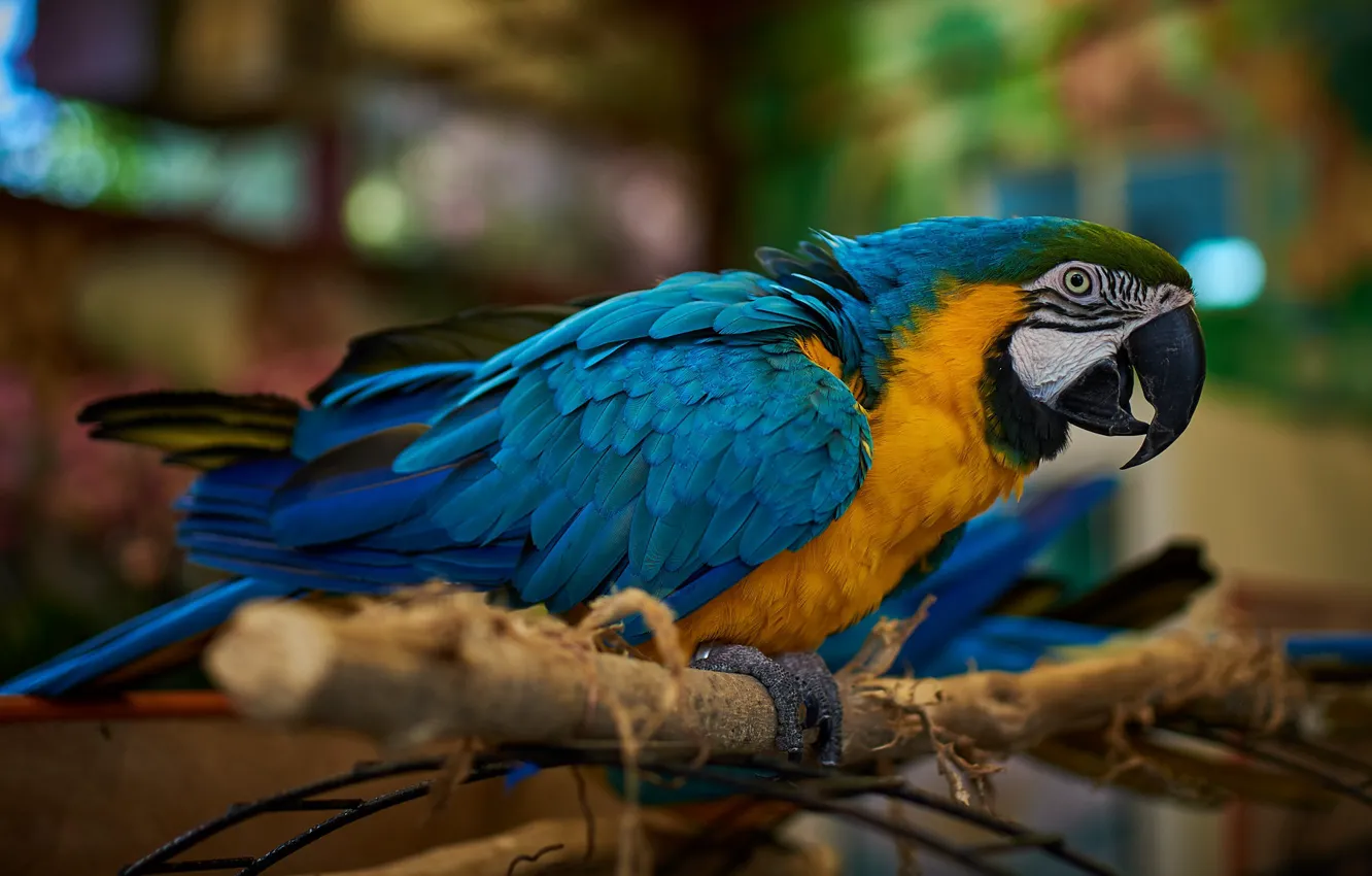 Photo wallpaper branches, background, bird, parrot, bokeh, Ara