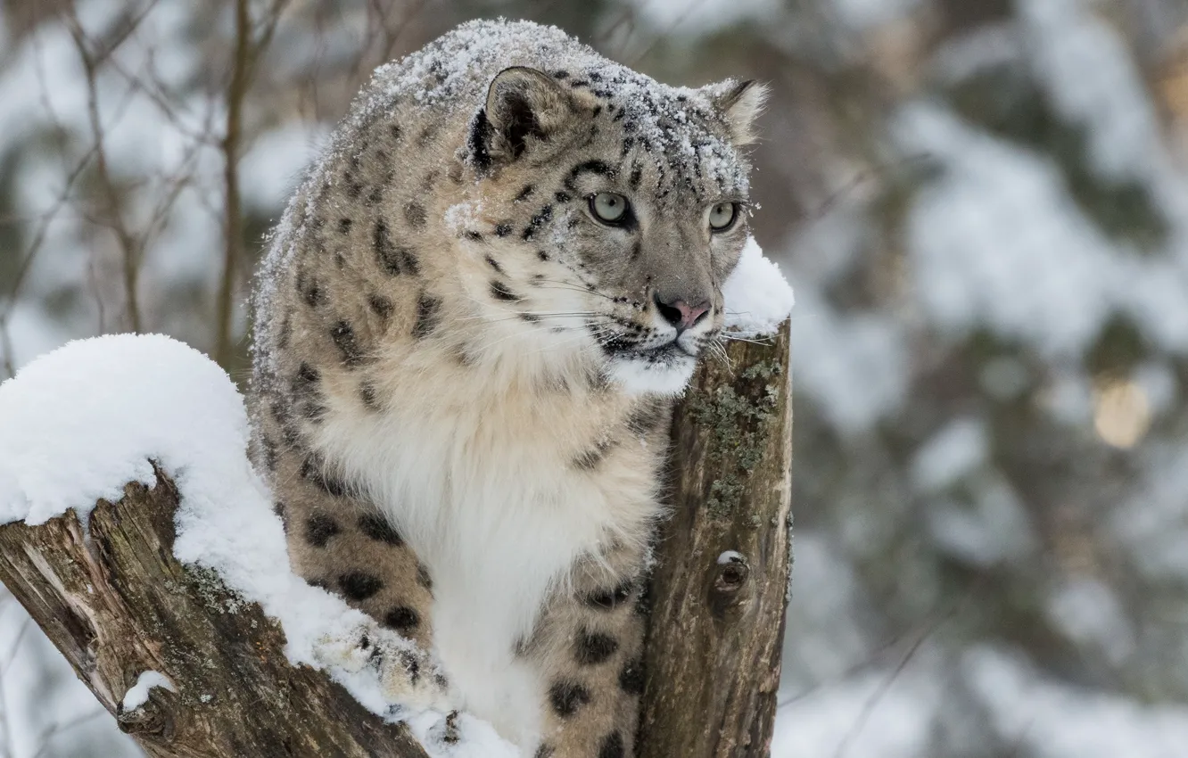 Photo wallpaper cat, face, snow, tree, snow leopard, ibris