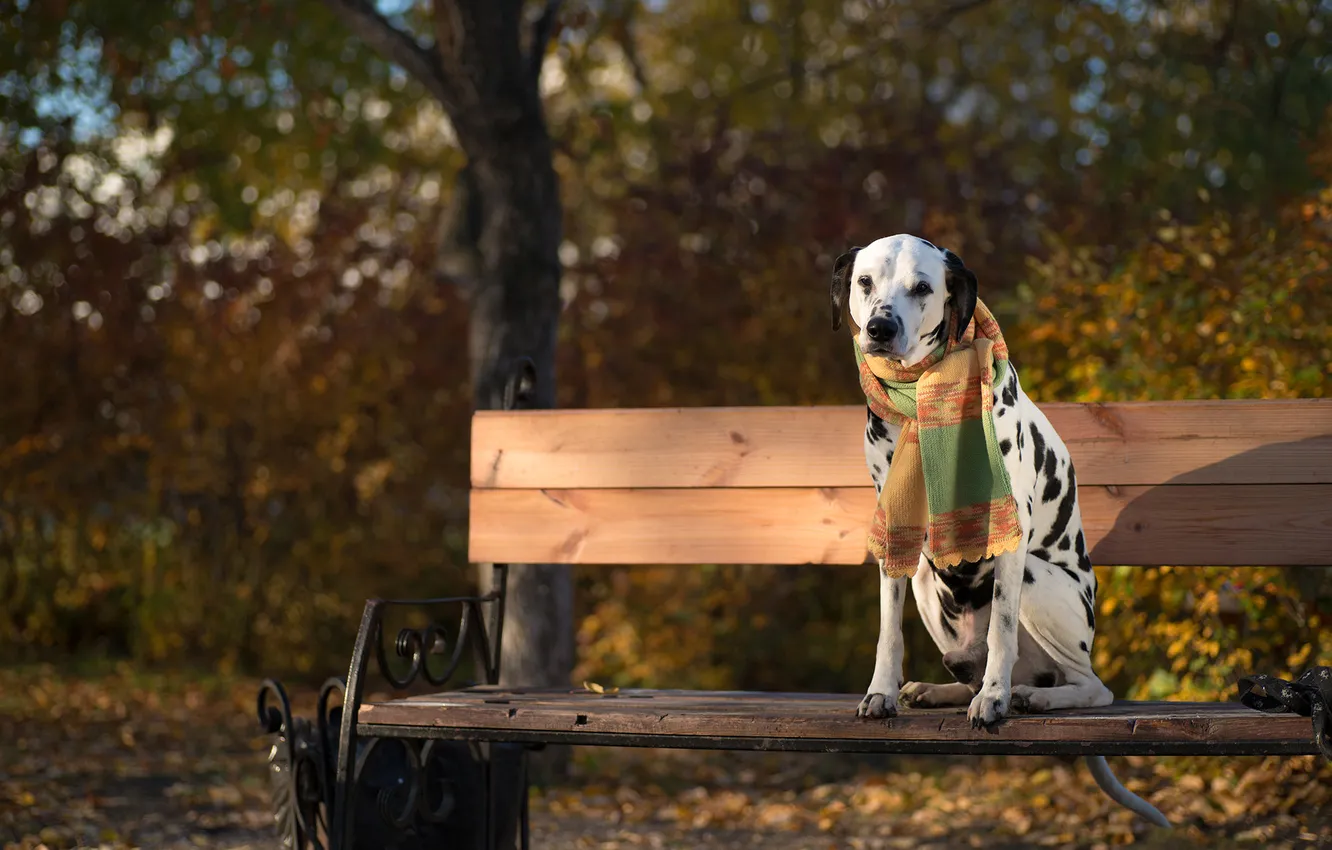 Photo wallpaper autumn, look, nature, pose, Park, foliage, dog, scarf