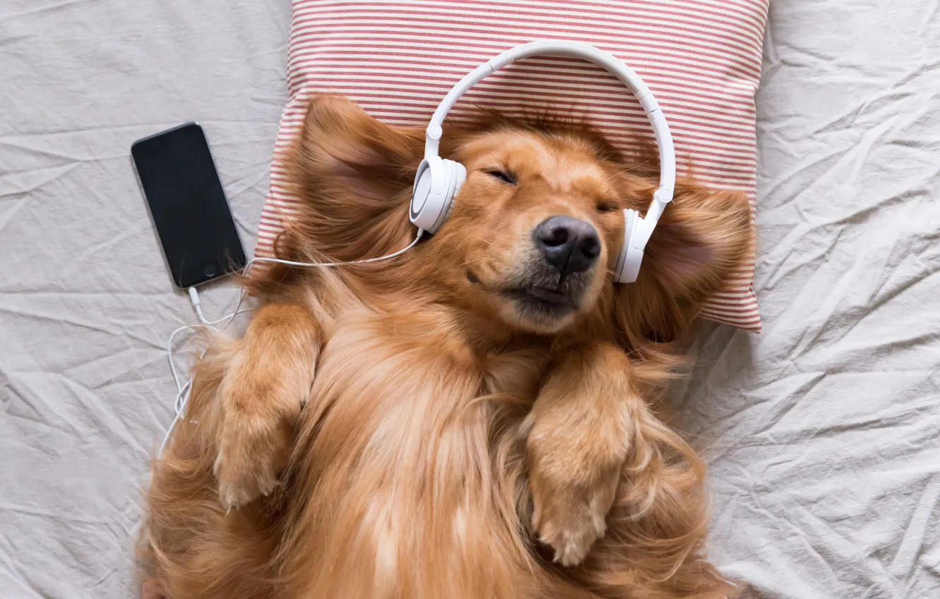 Photo wallpaper joy, music, dog, headphones, pillow, phone