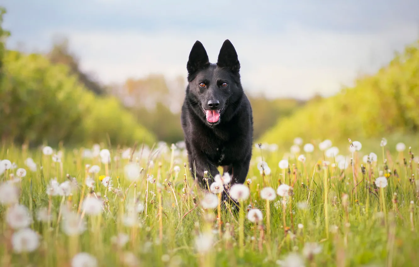 Photo wallpaper dog, meadow, dandelions, shepherd