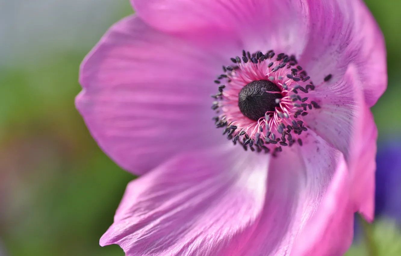 Photo wallpaper macro, flowers, pink, core