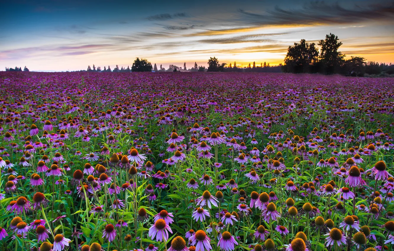 Photo wallpaper clouds, flowers, pink, plantation, Echinacea