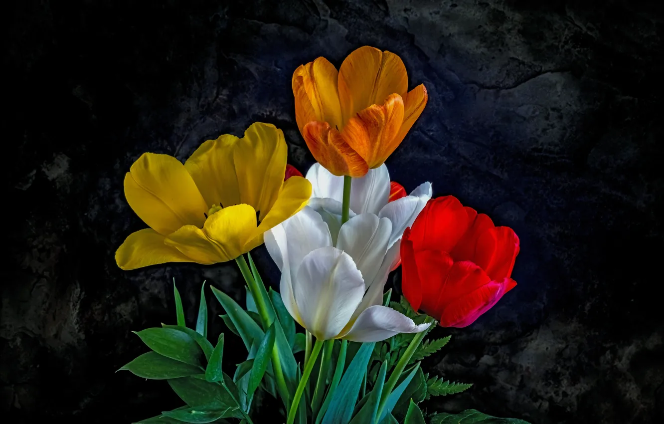 Photo wallpaper white, flowers, orange, yellow, red, the dark background, Tulip, bouquet